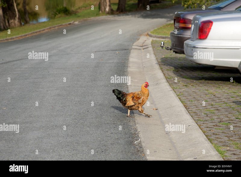 Jocul chicken road în Romania
