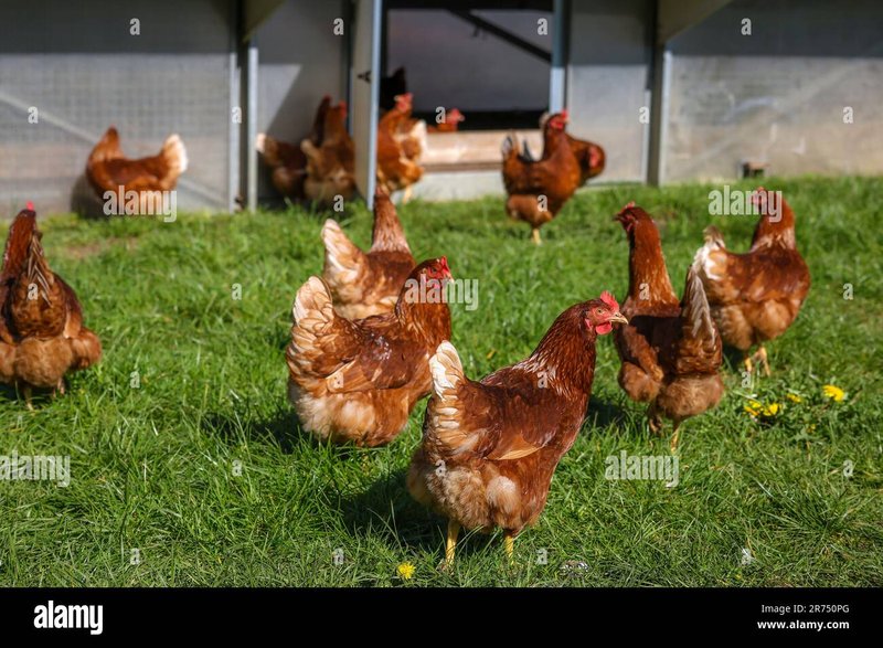 Germany - chicken road demo